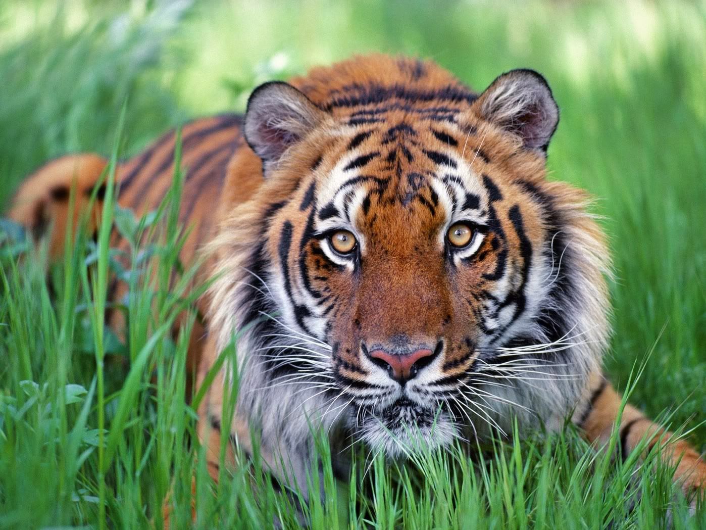 WatchfulEyesBengalTiger.jpg