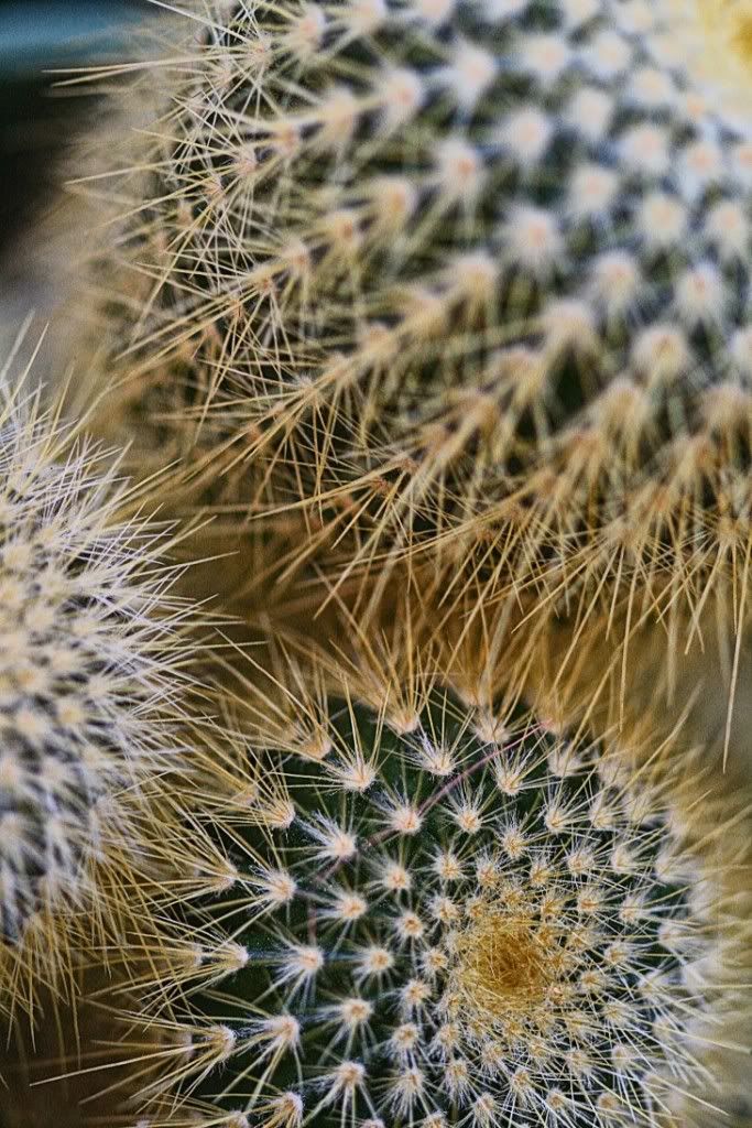 macro10.jpg