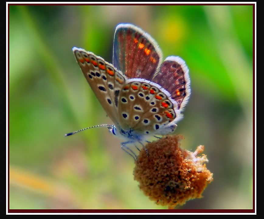 macro11.jpg