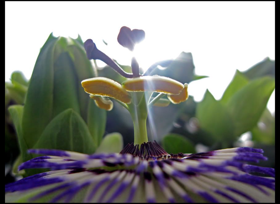 macro12.jpg