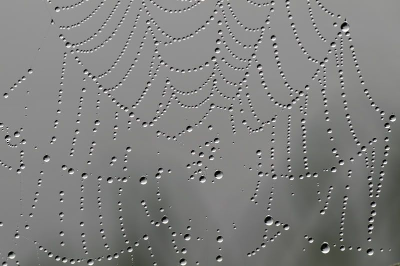 macro20.jpg