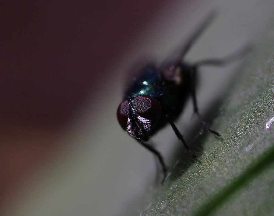 macro21.jpg