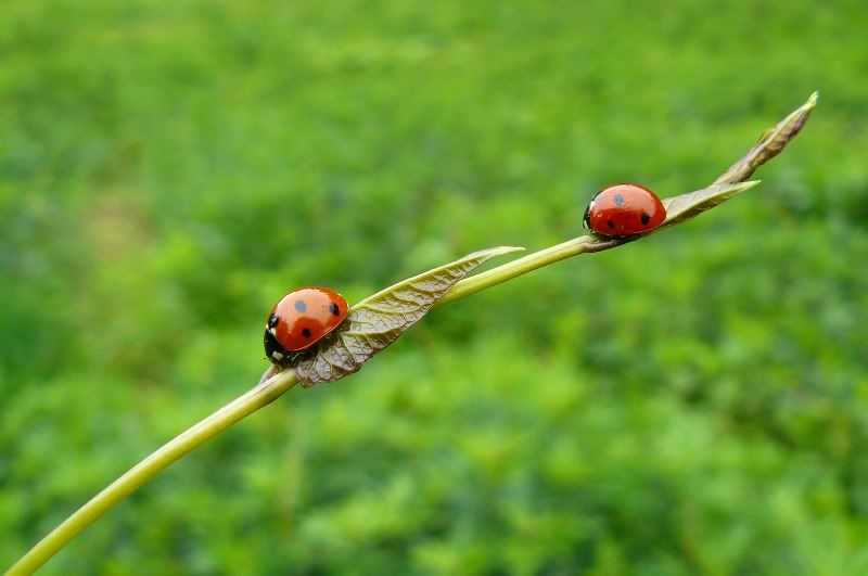 macro22.jpg