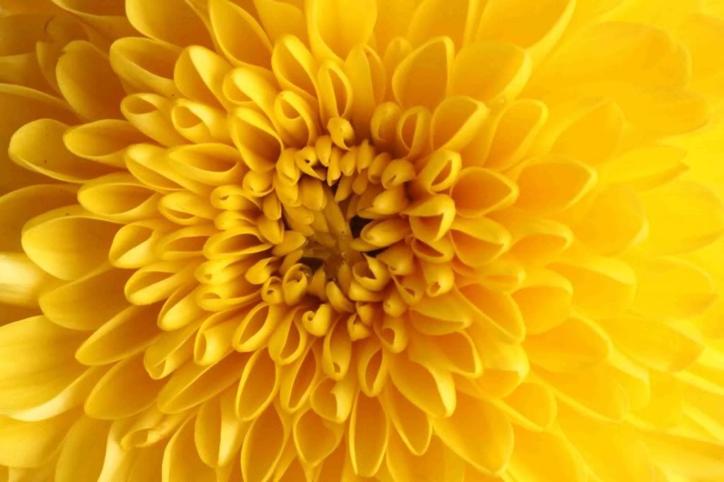 macro29.jpg