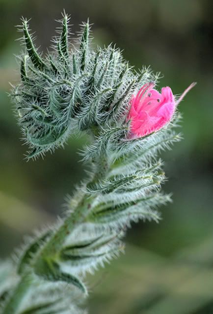 macro30.jpg