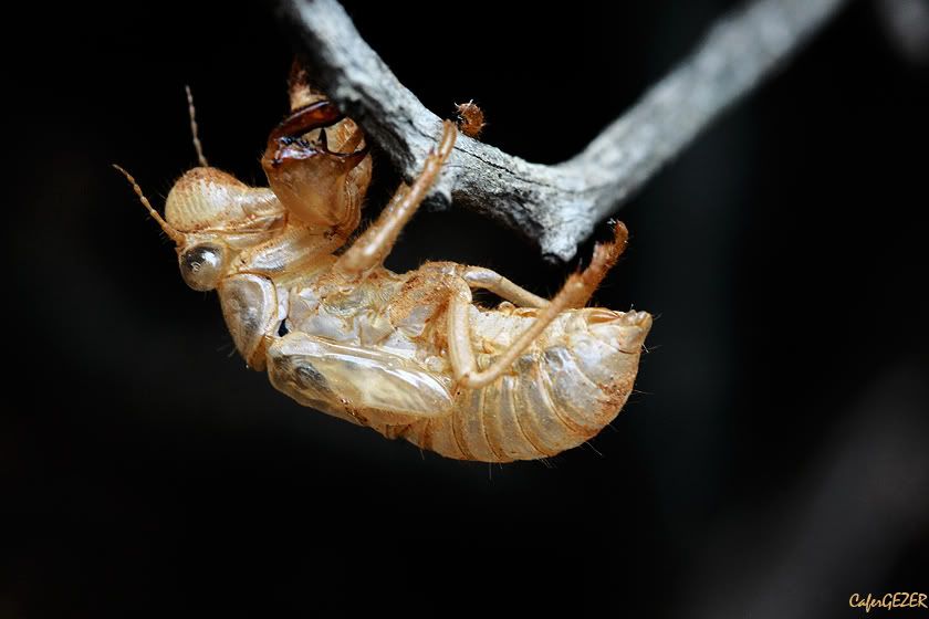 macro31.jpg