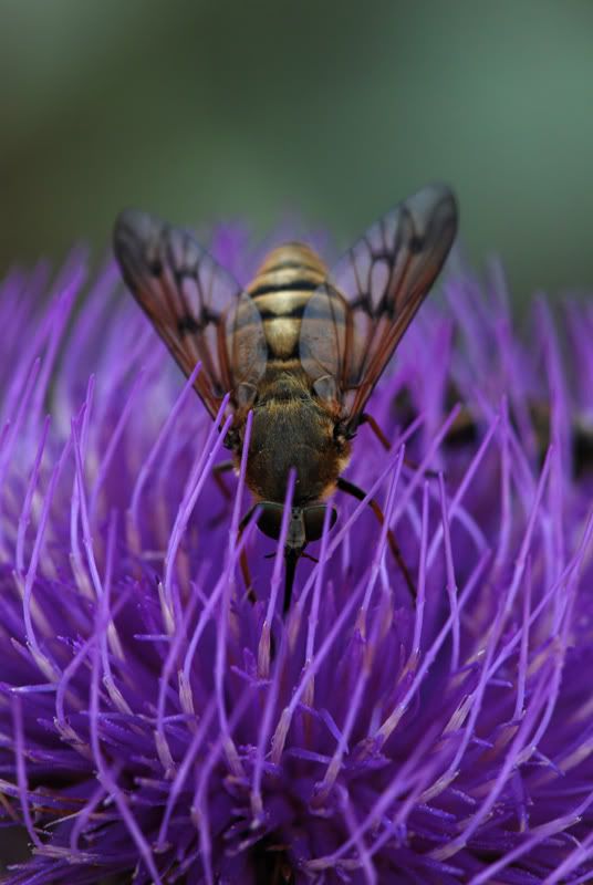 macro4.jpg