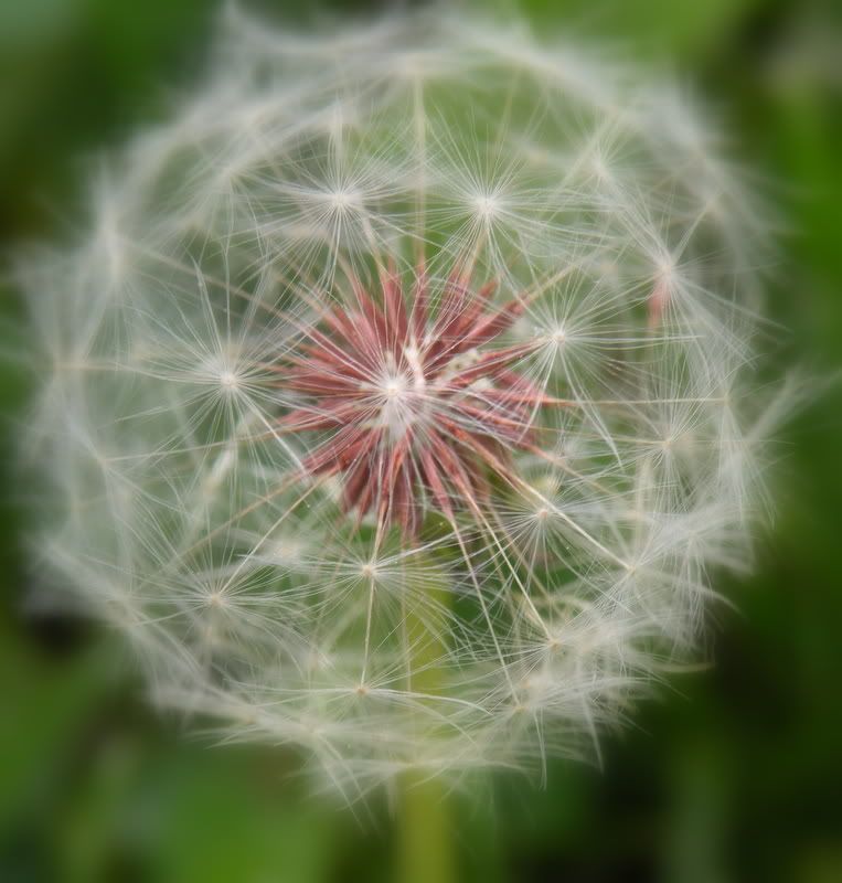 macro9.jpg