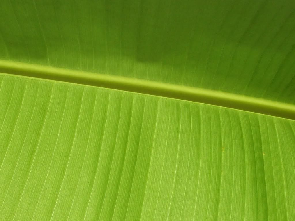 211125609_2f686532fc_o.jpg