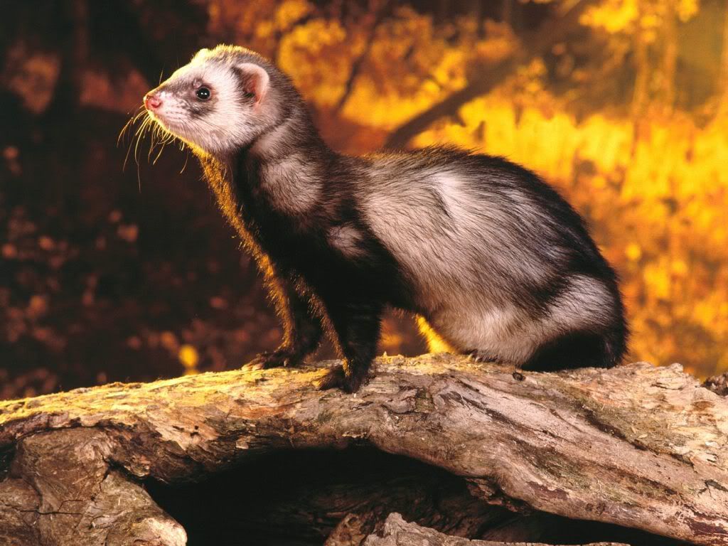 animals3.jpg