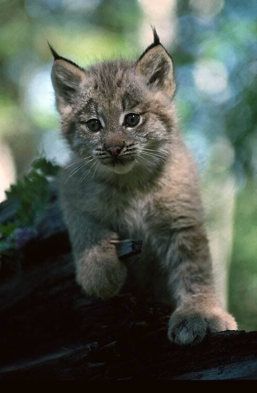 lynx_4.jpg
