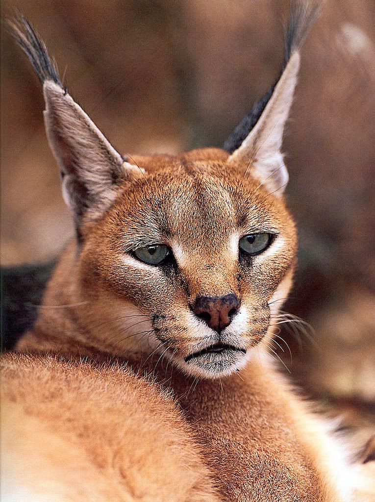 p-mammals_caracal.jpg