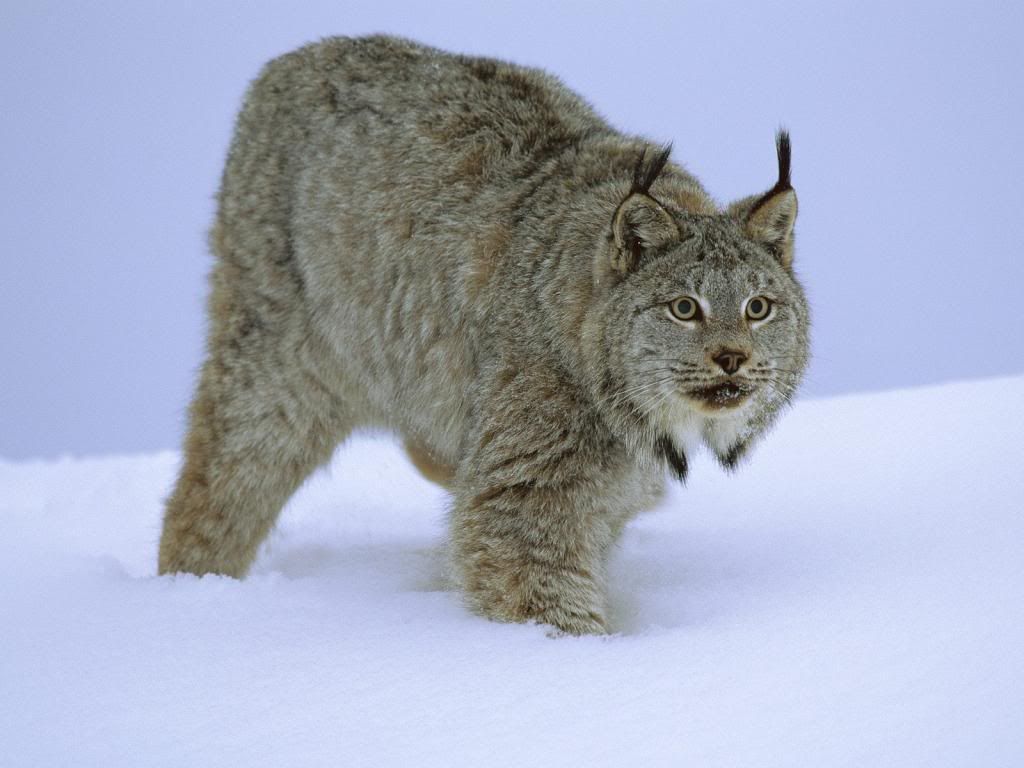 vasak.jpg