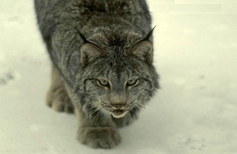 vasak_bobcat9.jpg