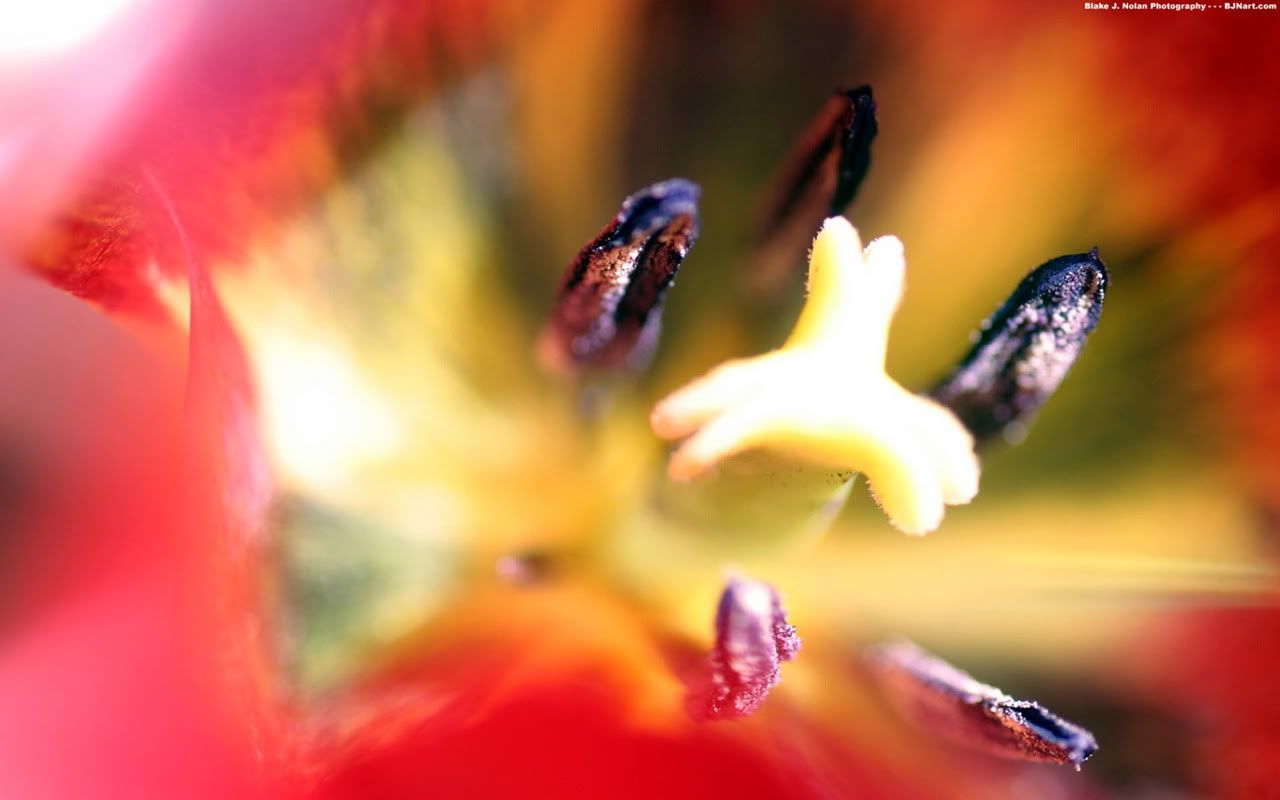 00062_tulipsfest_1280x800.jpg