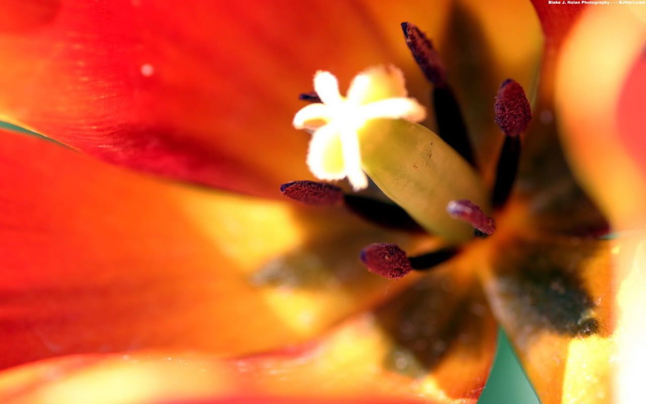 00066_tulipsfest_1280x800.jpg