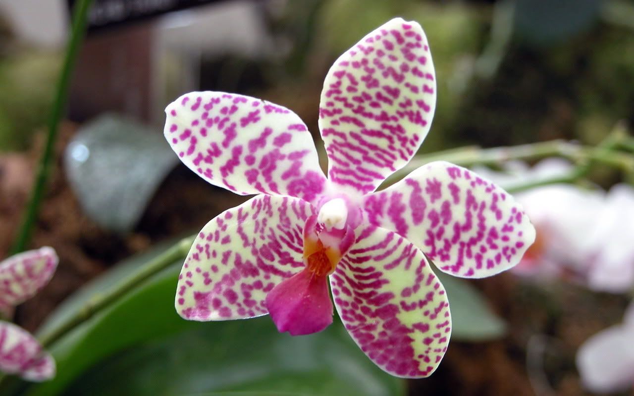 00067_orchid_1280x800.jpg
