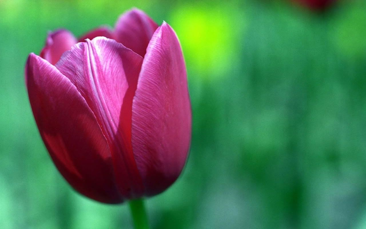 00068_tulip_1280x800.jpg