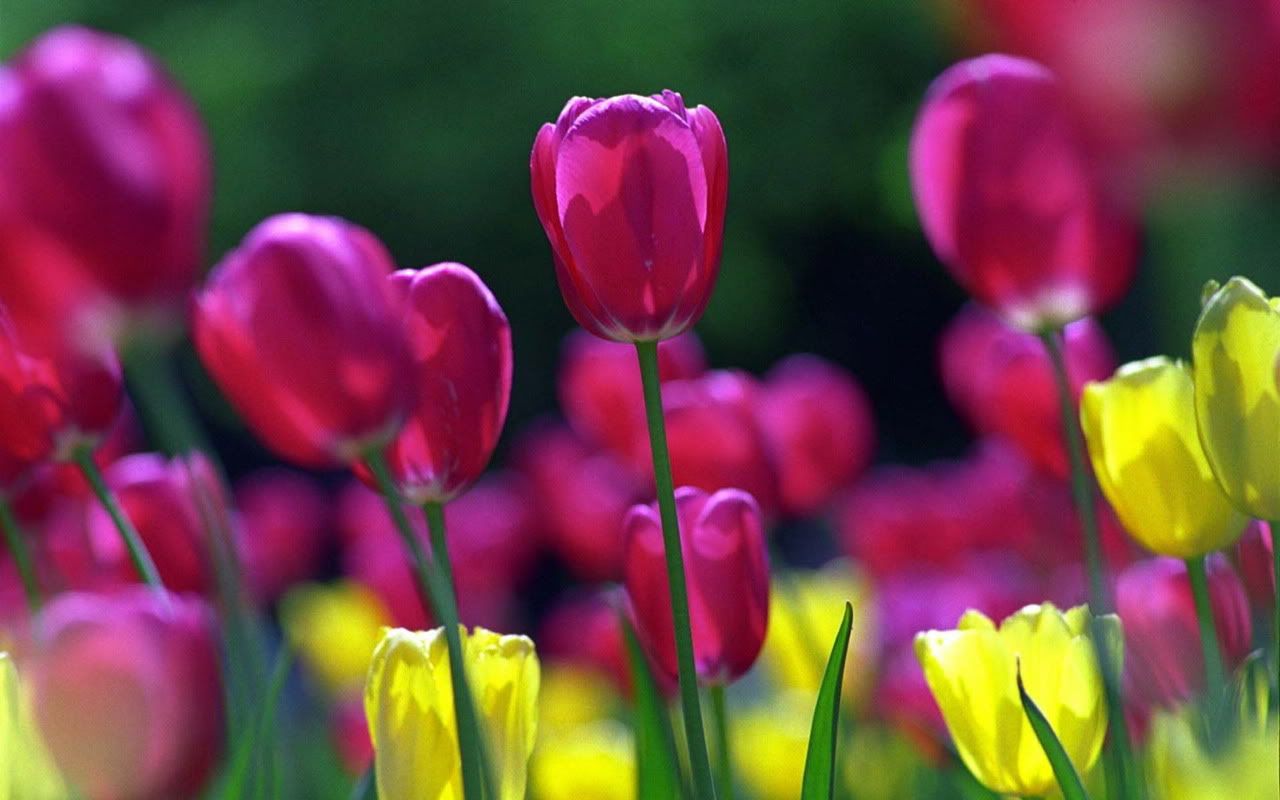 00070_springtulips_1280x800.jpg