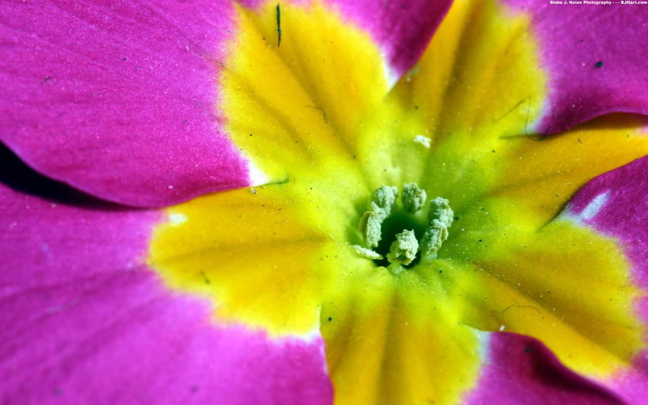 00076_tulipfest_1280x800.jpg
