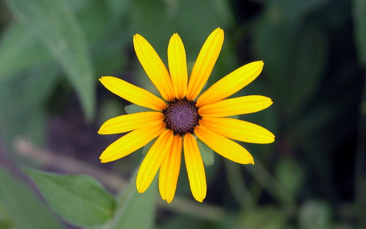 00095_flower_1280x800.jpg
