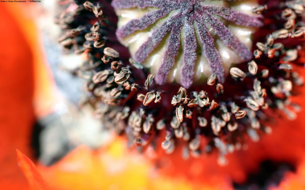 00100_popped_1280x800.jpg