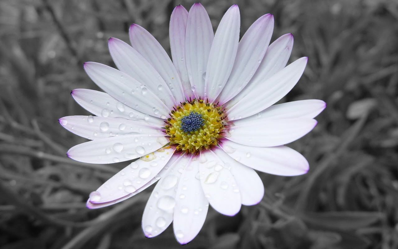 00124_flower_1280x800.jpg