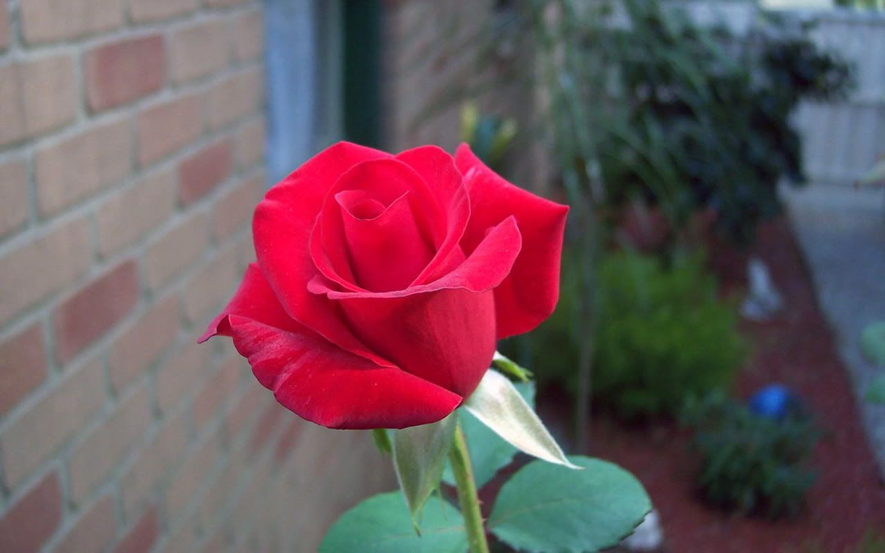 00144_rose_1280x800.jpg