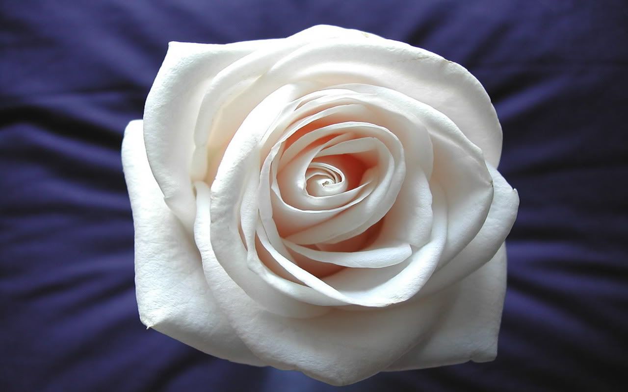 00146_whiterose_1280x800.jpg