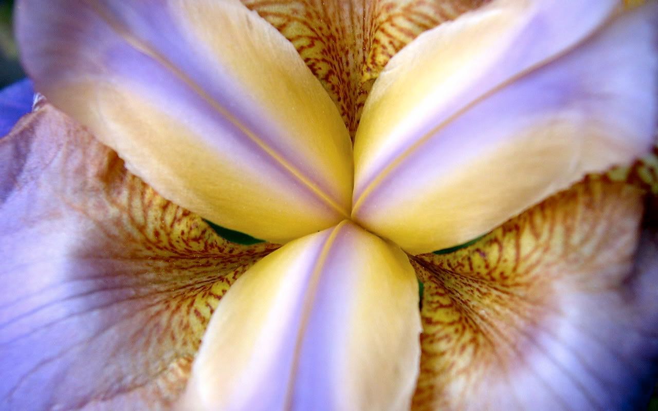 00175_purpleiris_1280x800.jpg