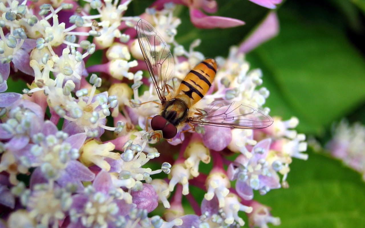 00232_hoverfly_1280x800.jpg