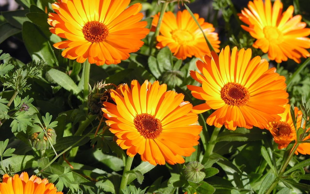 00280_sunbathing_1280x800.jpg