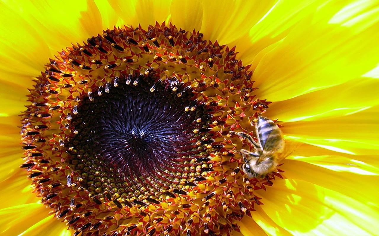 00281_sunflower_1280x800.jpg
