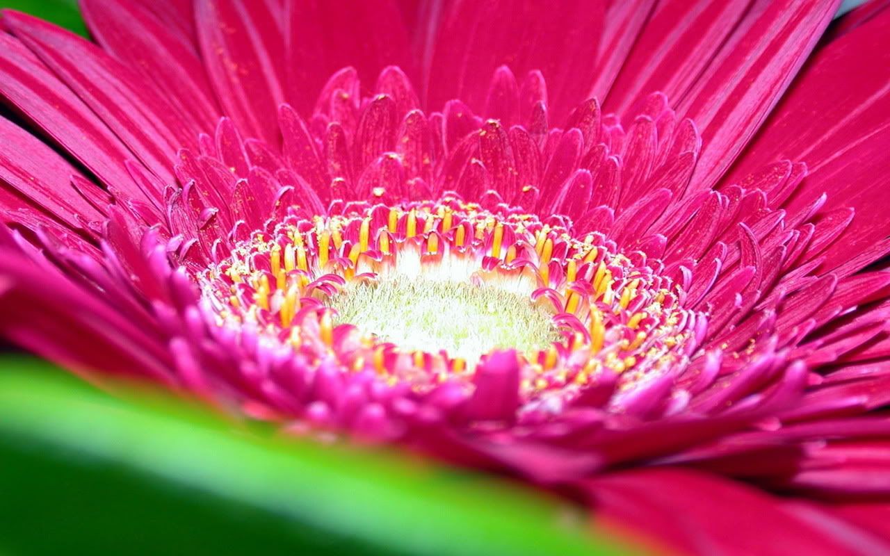 00314_myflower_1280x800.jpg