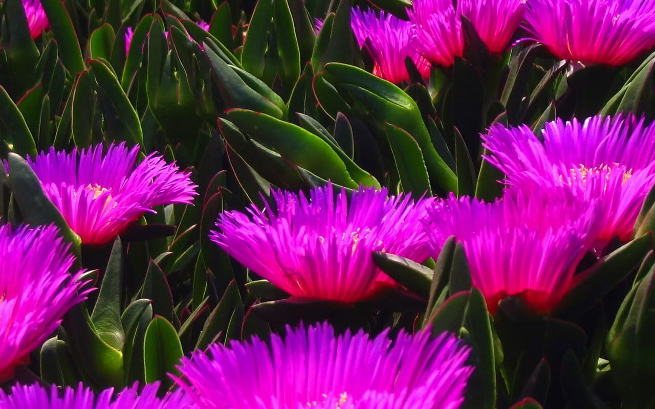 00328_violetflowers_1280x800.jpg
