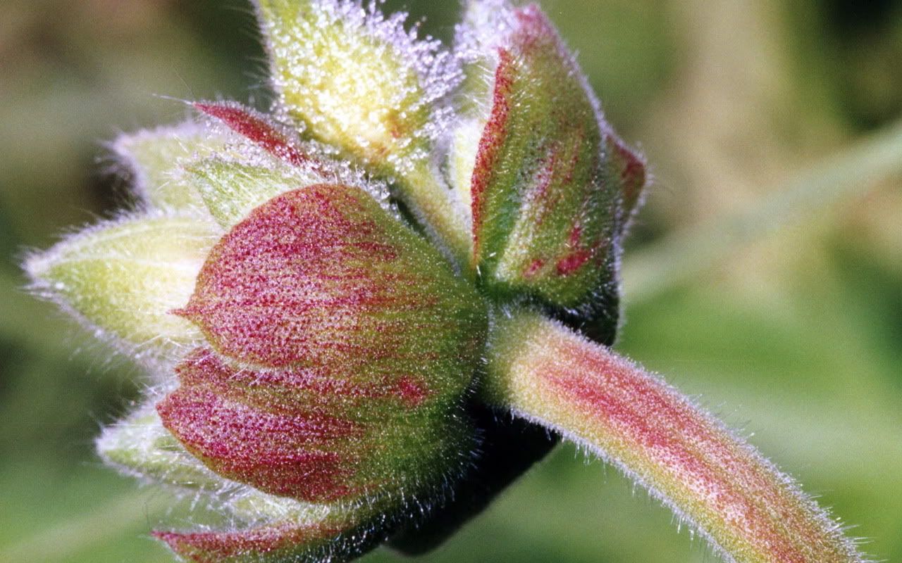 00348_reddew_1280x800.jpg
