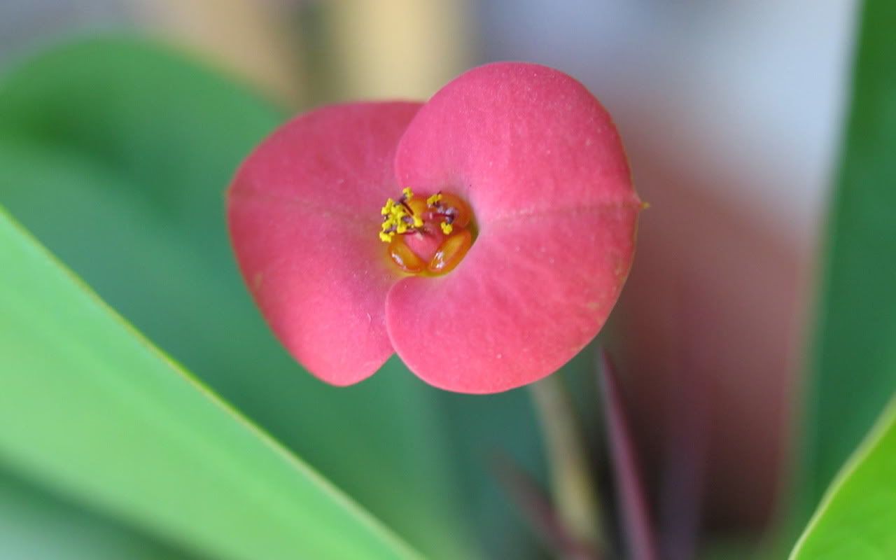 00349_flowerinmy_1280x800.jpg