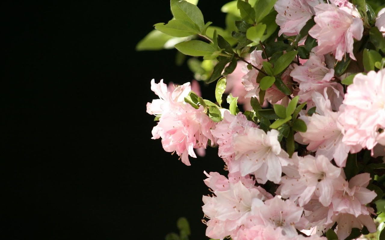 00352_flowerwall_1280x800.jpg