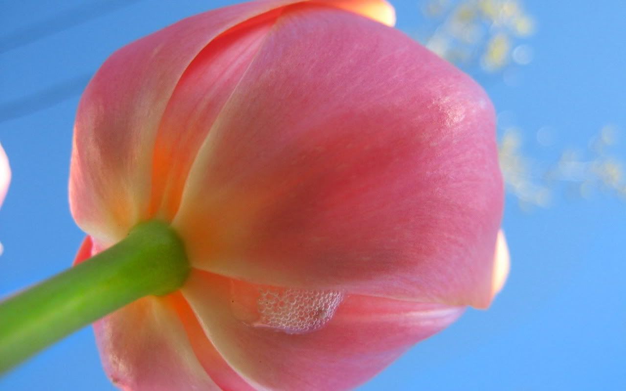 00361_tulip2005_1280x800.jpg