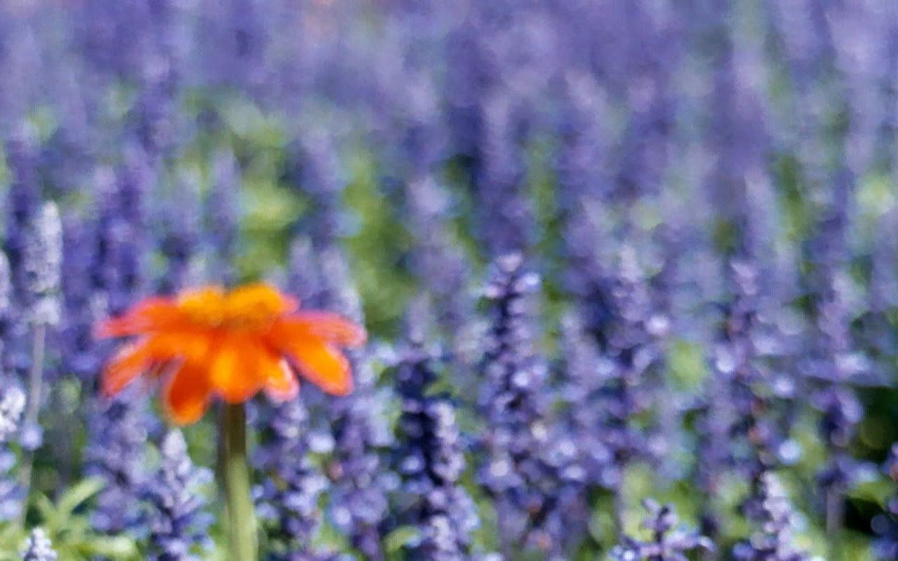 00378_theflower_1280x800.jpg