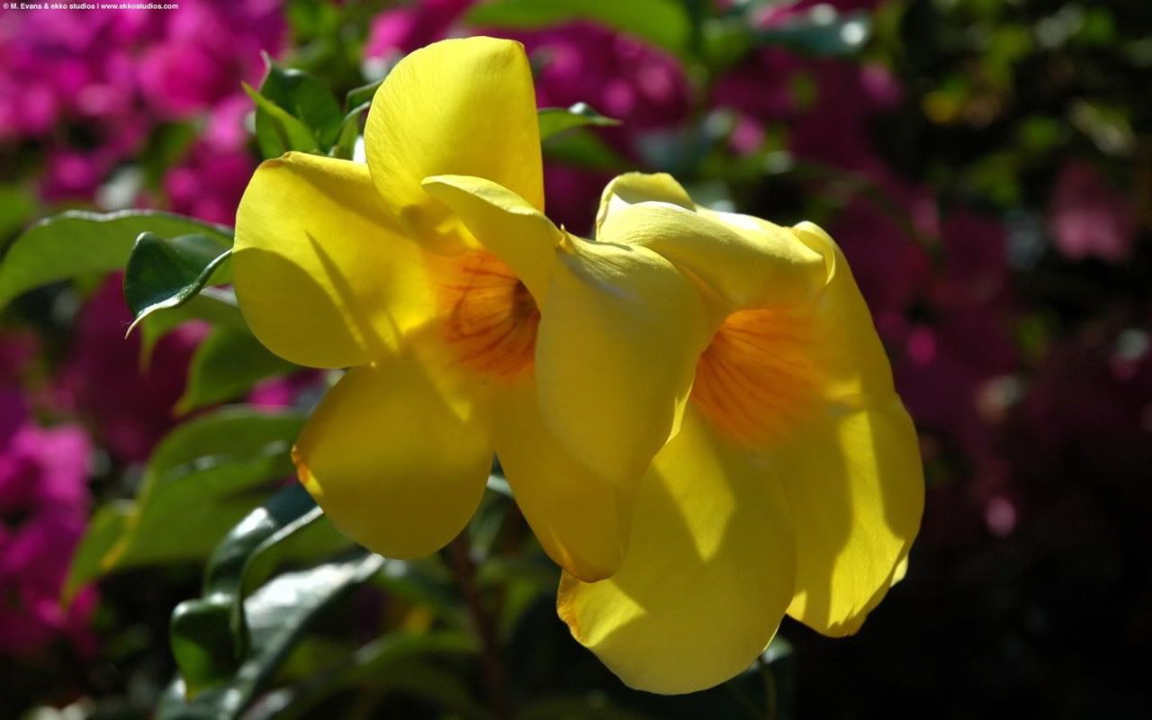 00380_yellowflora_1280x800.jpg