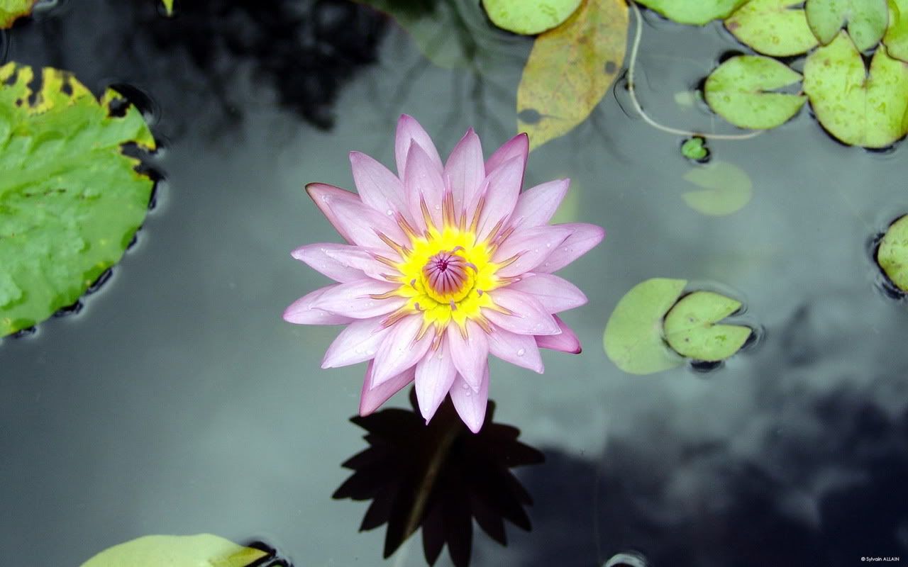 00384_flowerfrommartinique_1280x800.jpg