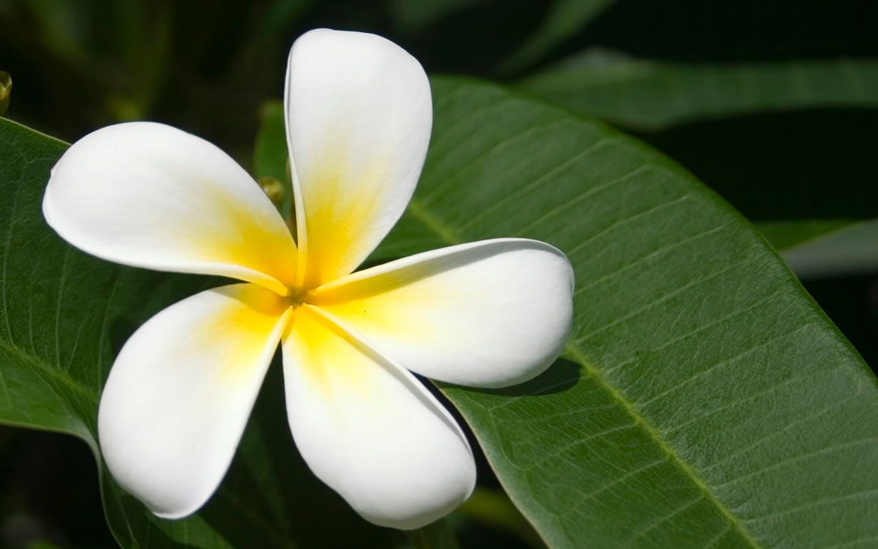 00499_fijianfrangipani_1280x800.jpg