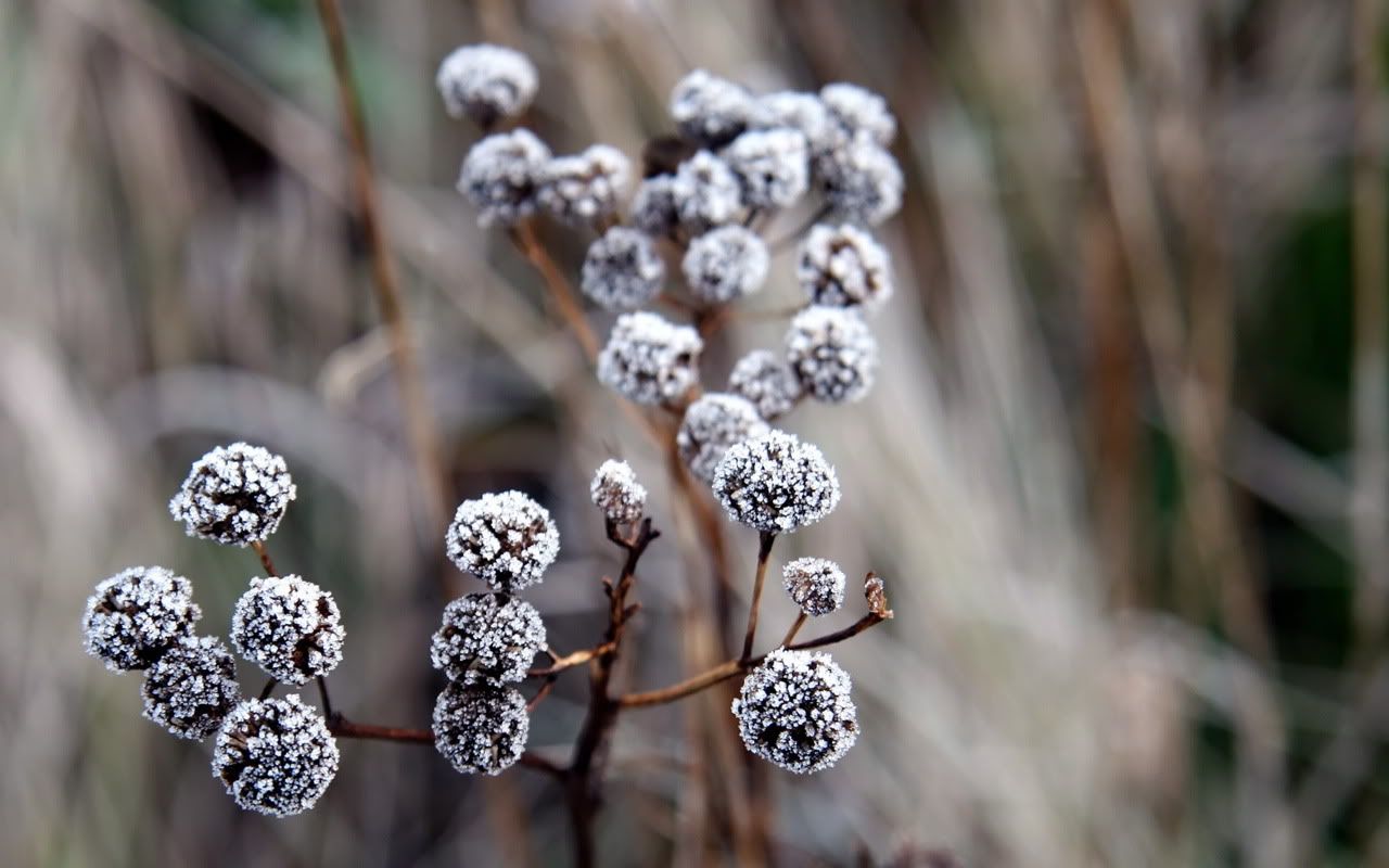 00535_icyflower_1280x800.jpg
