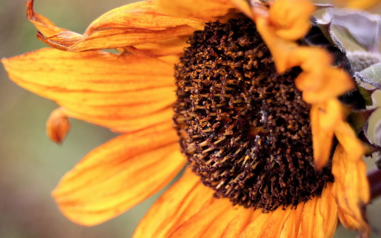 00593_autumnsunflower_1280x800.jpg