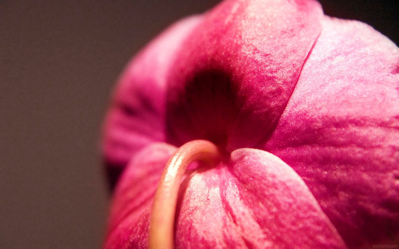 01177_christinesorchid_1280x800.jpg