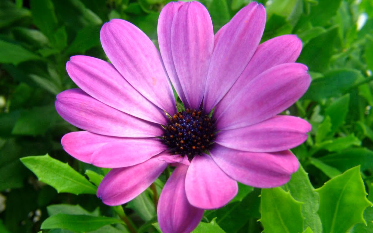 01214_purpleflower_1280x800.jpg