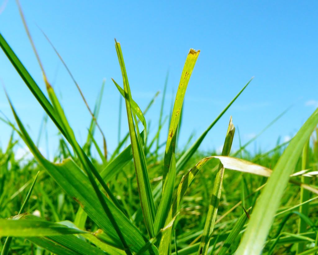 AnotherPieceofGrass.jpg