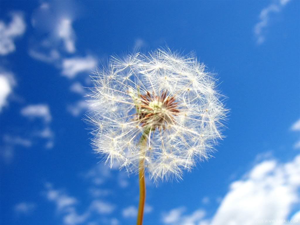 Dandelion.jpg
