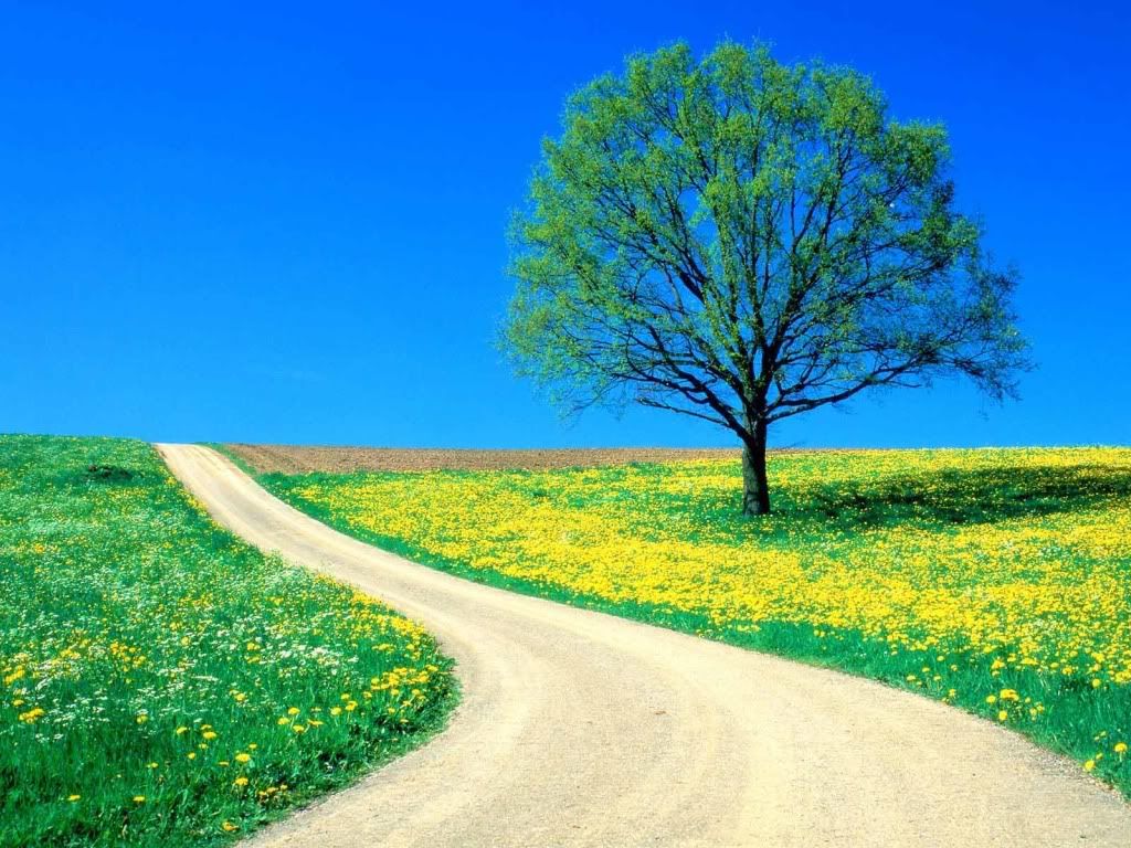Flowers-SpringRoad.jpg